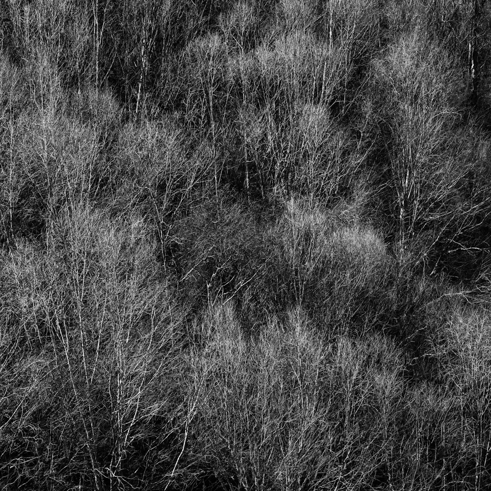 uma foto em preto e branco de árvores