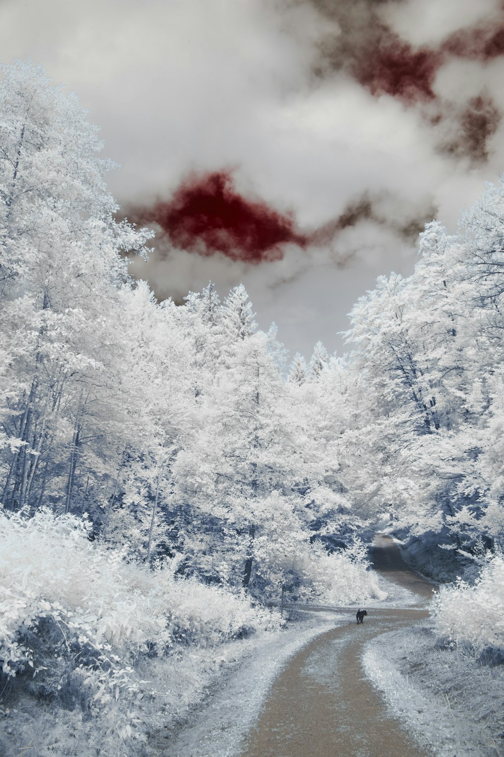 a road with snow on the side