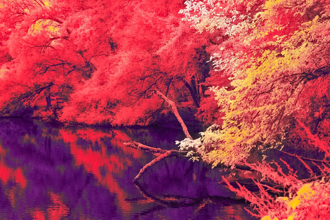 a body of water with trees around it,