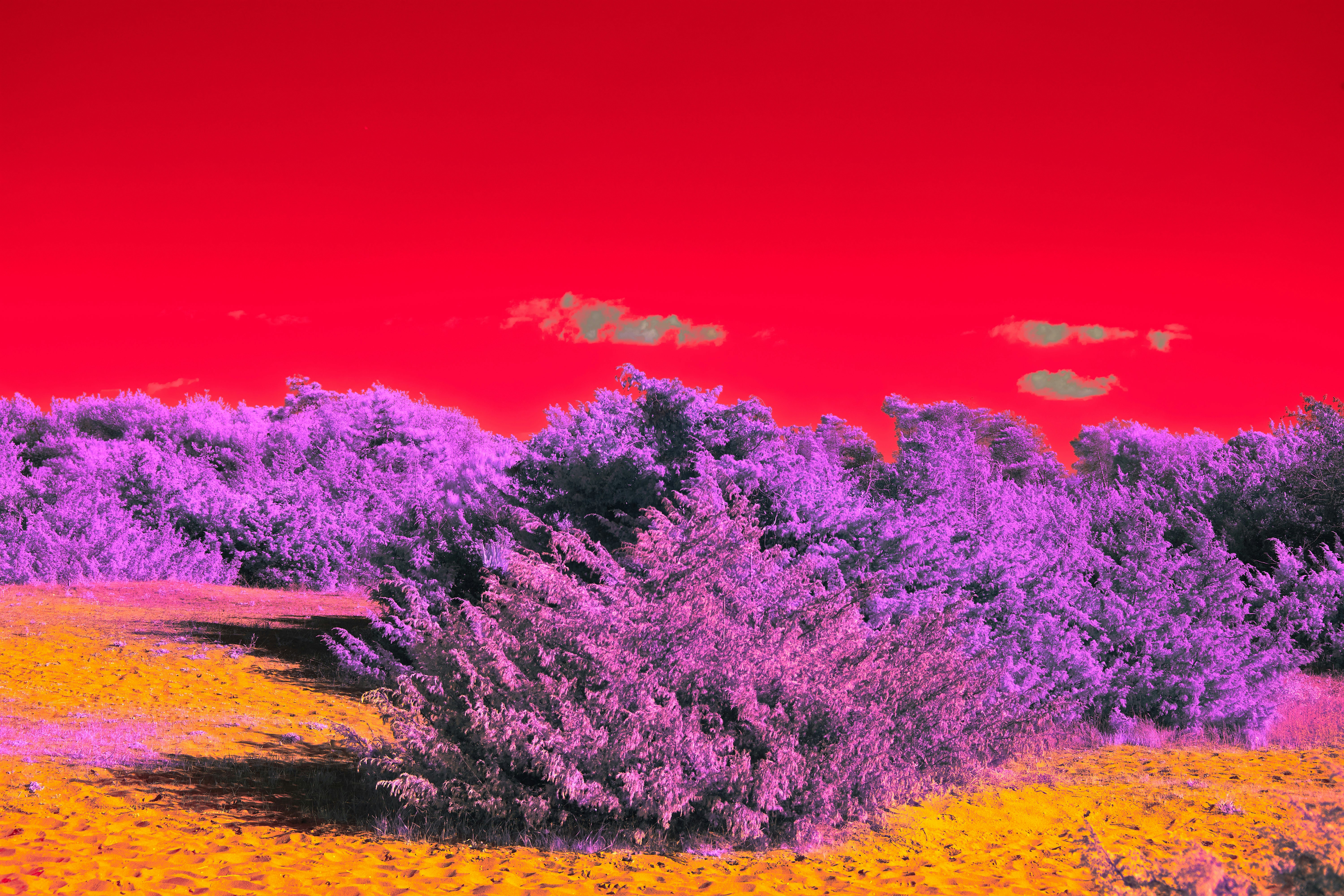 Photo by wolfgang_hasselmann