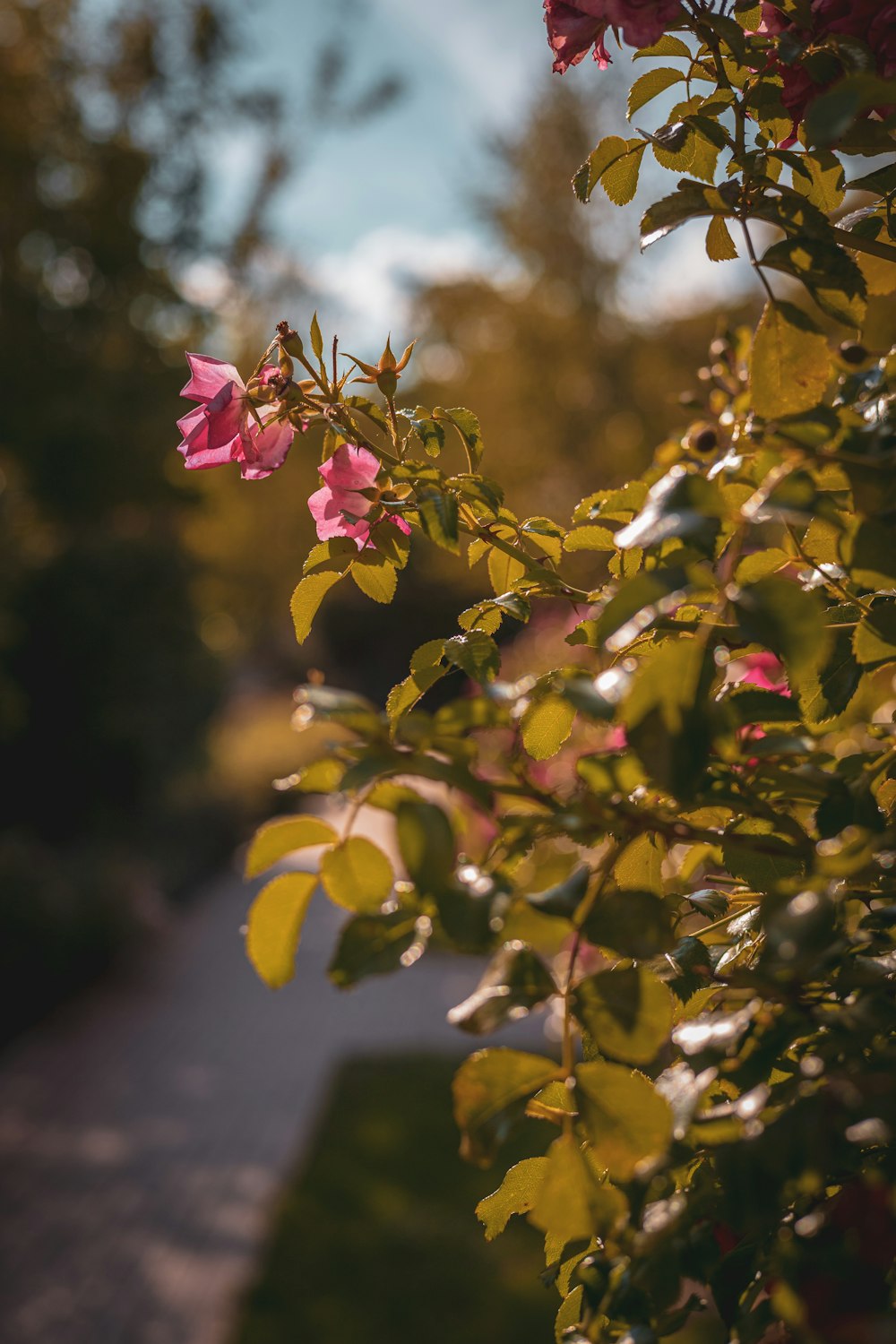 a close up of a tree branch