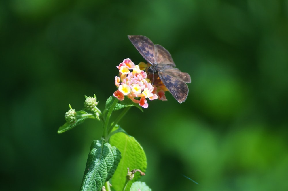 una mariposa en una flor