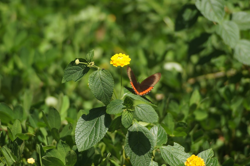 a butterfly on a flower