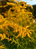Close-up of vibrant Californian wildlife framed in gold.