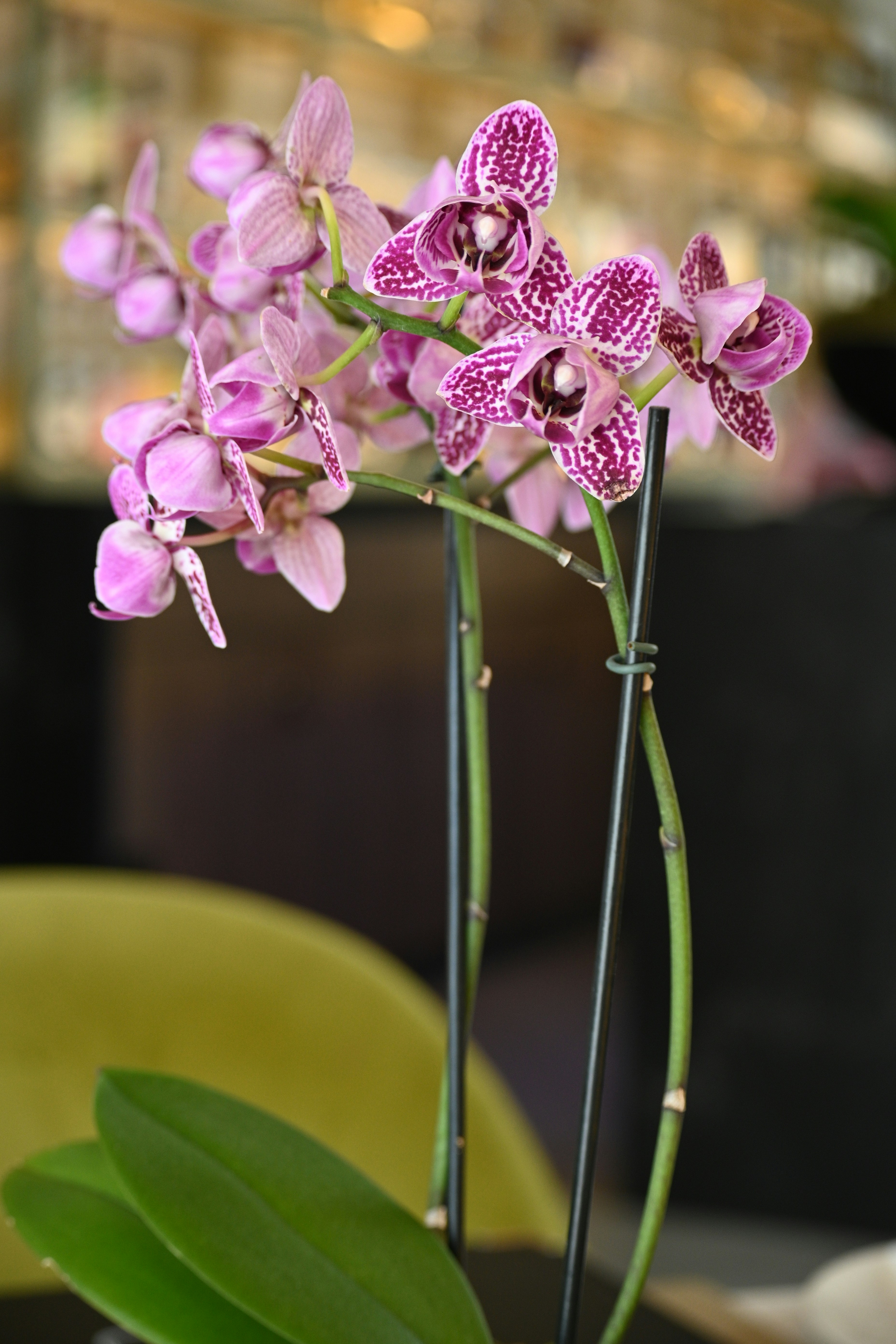 Photo by tanyapaquet