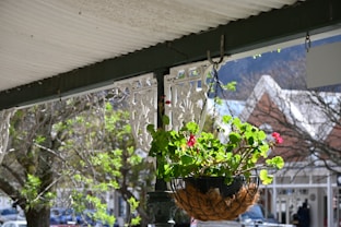 a potted plant under a roof