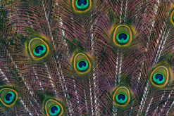 a close up of a peacock