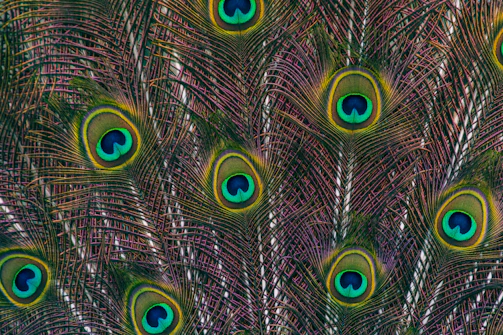 a close up of a peacock