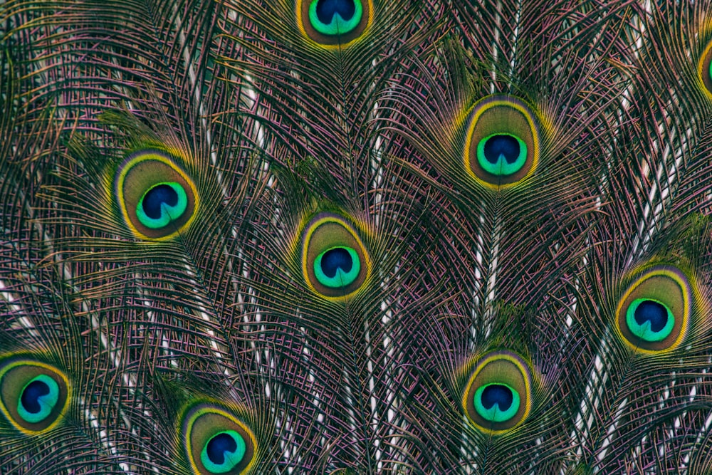 a close up of a peacock