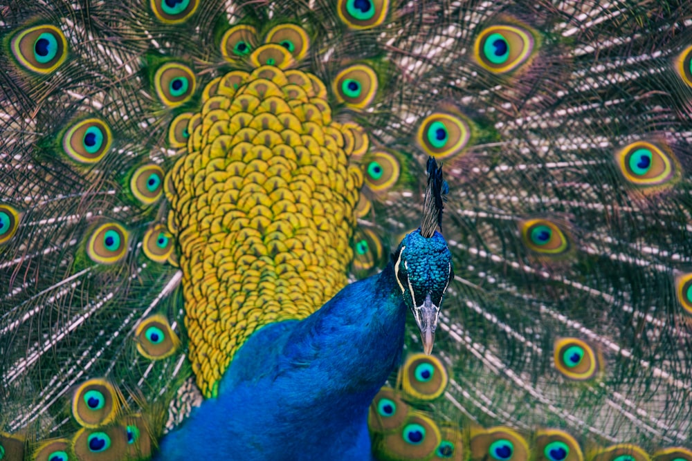 a peacock with its feathers spread