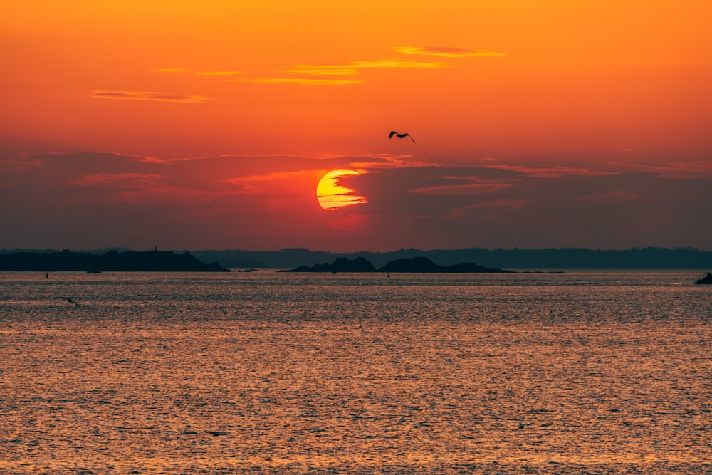 a bird flying over a beach