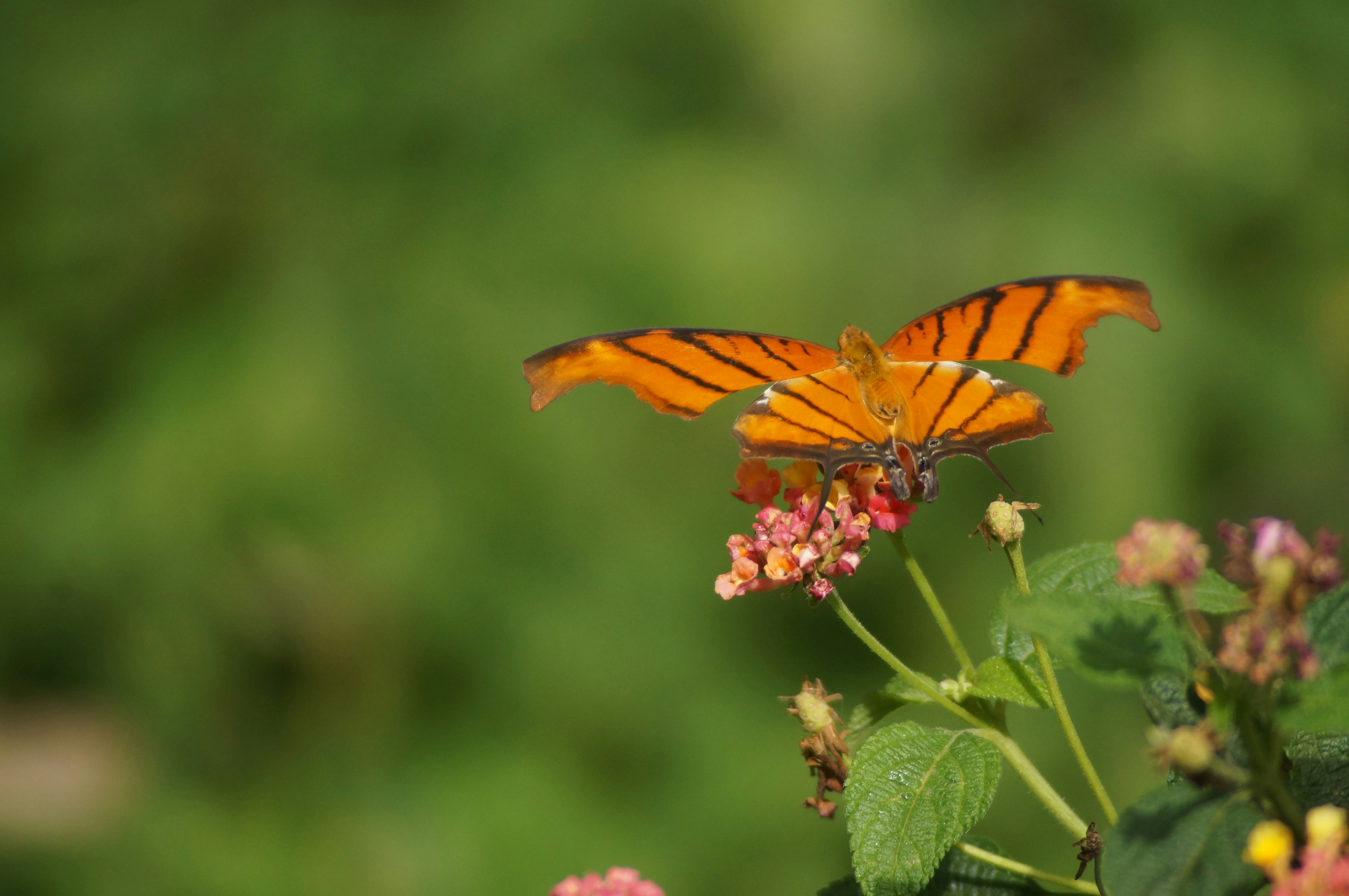 Photo by fredmachado