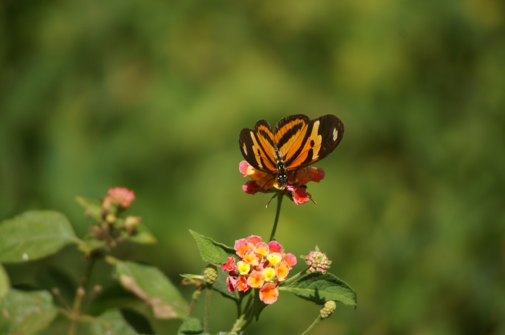 a butterfly on a flower