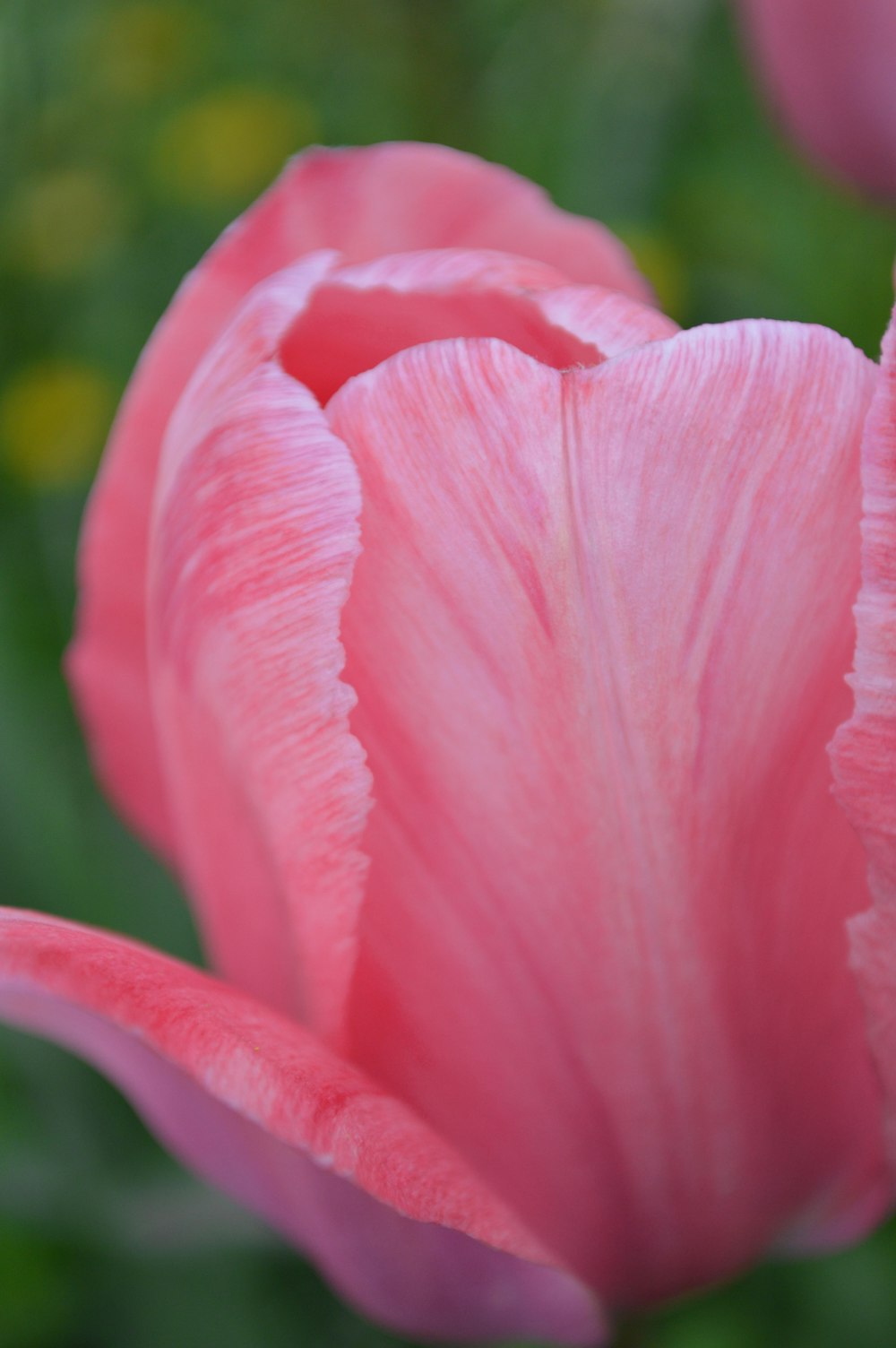 a close up of a pink flower