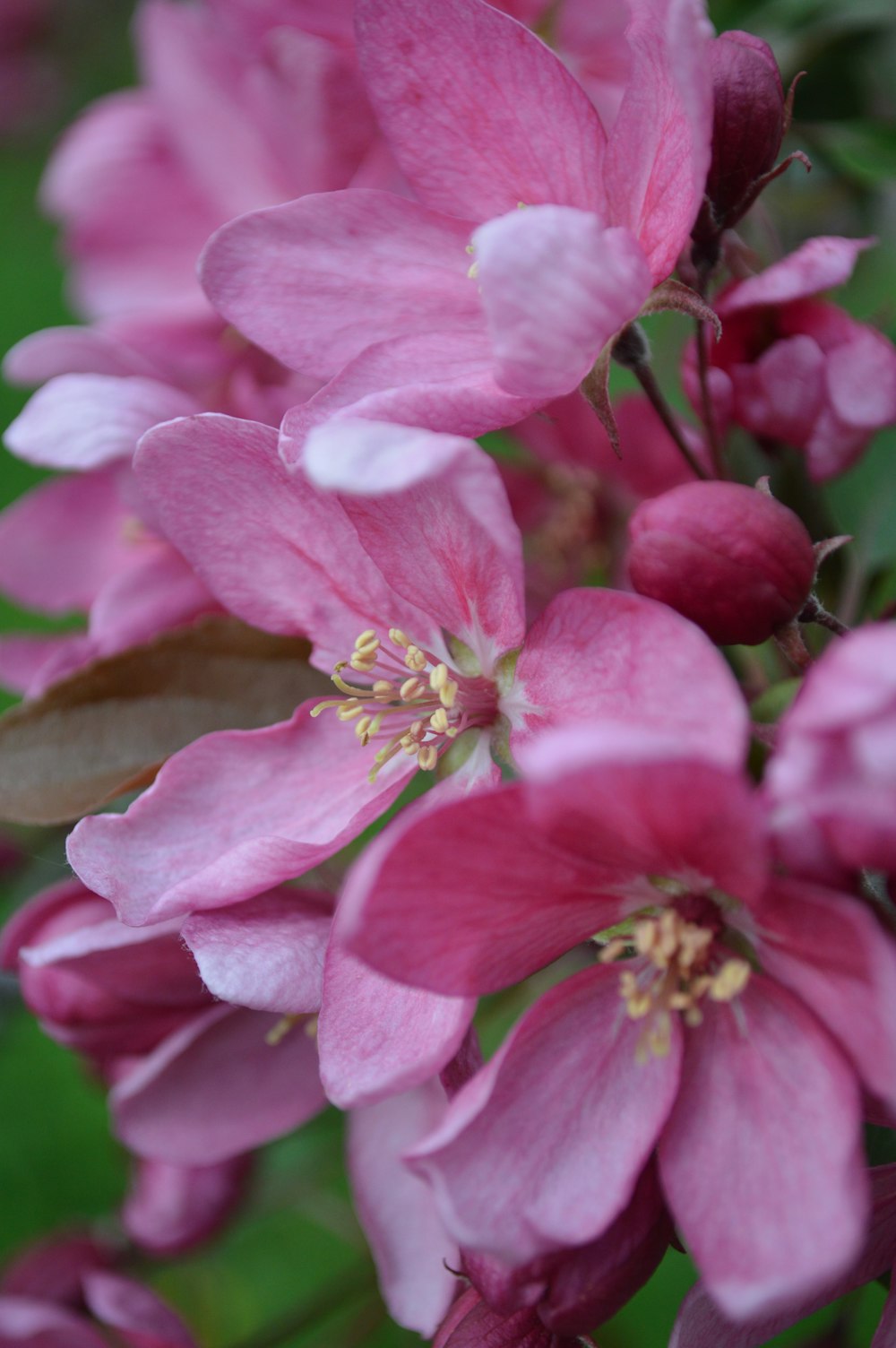 a close up of a flower