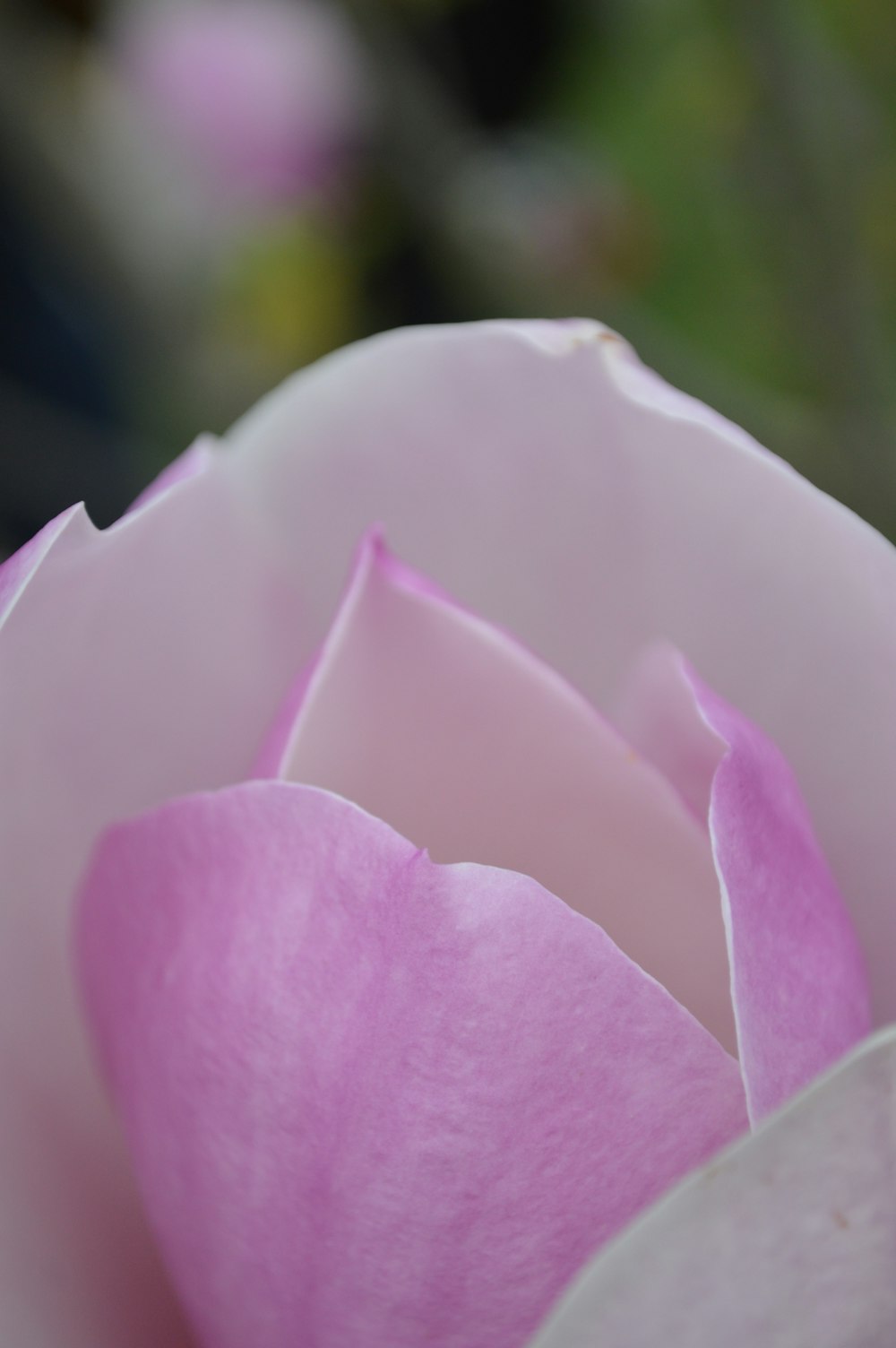 a close up of a flower