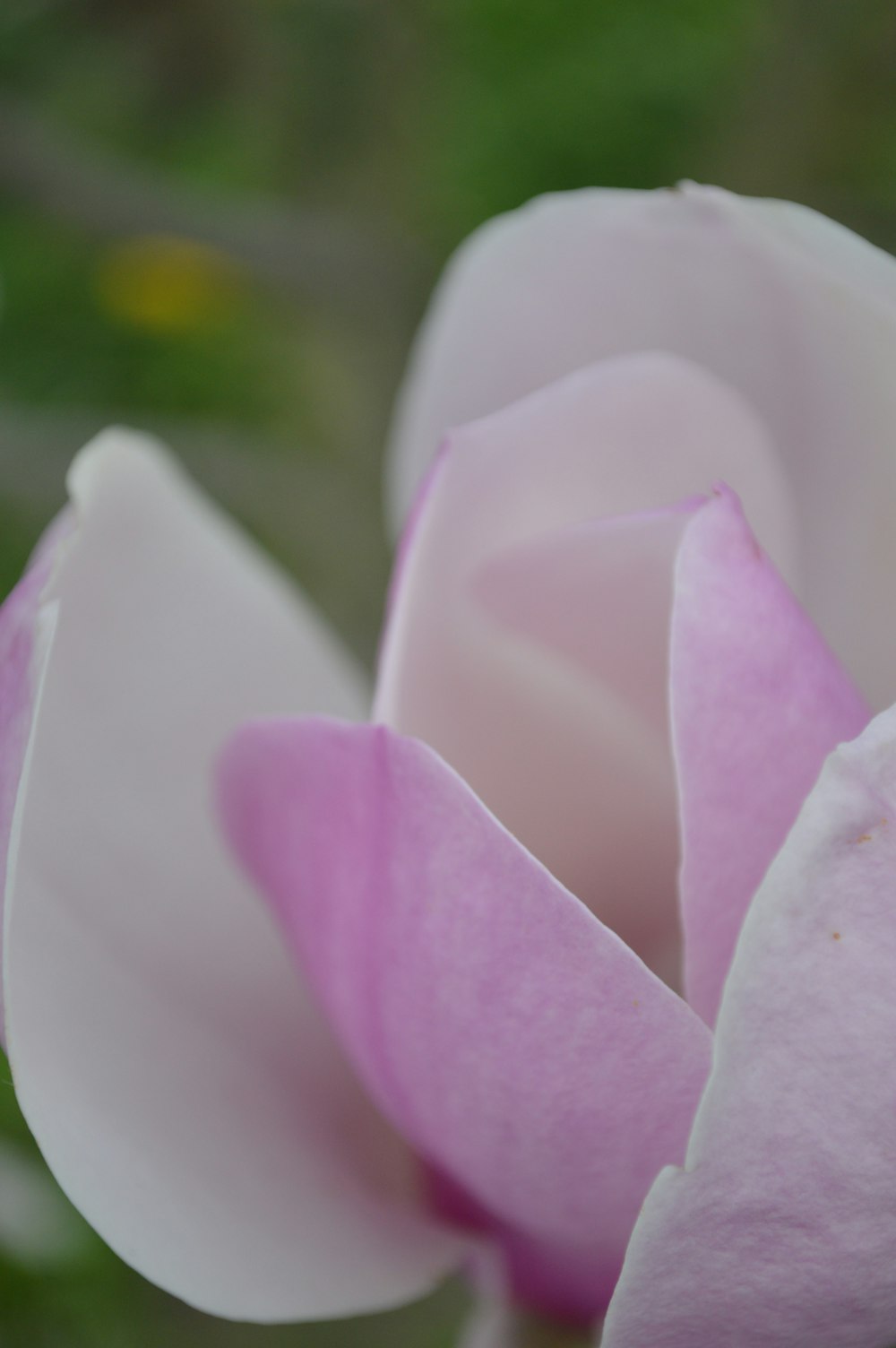 Un primer plano de una flor