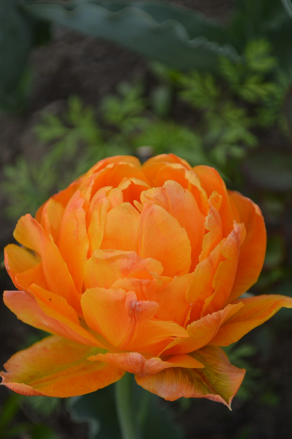 a close up of a flower