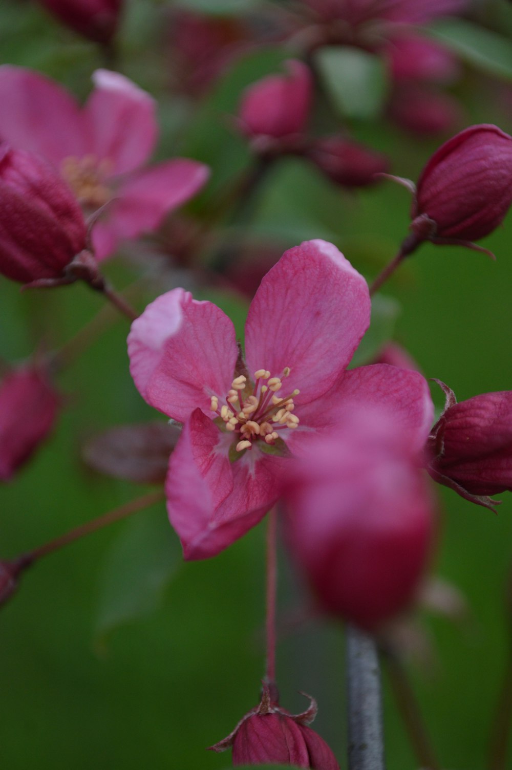 a close up of a flower