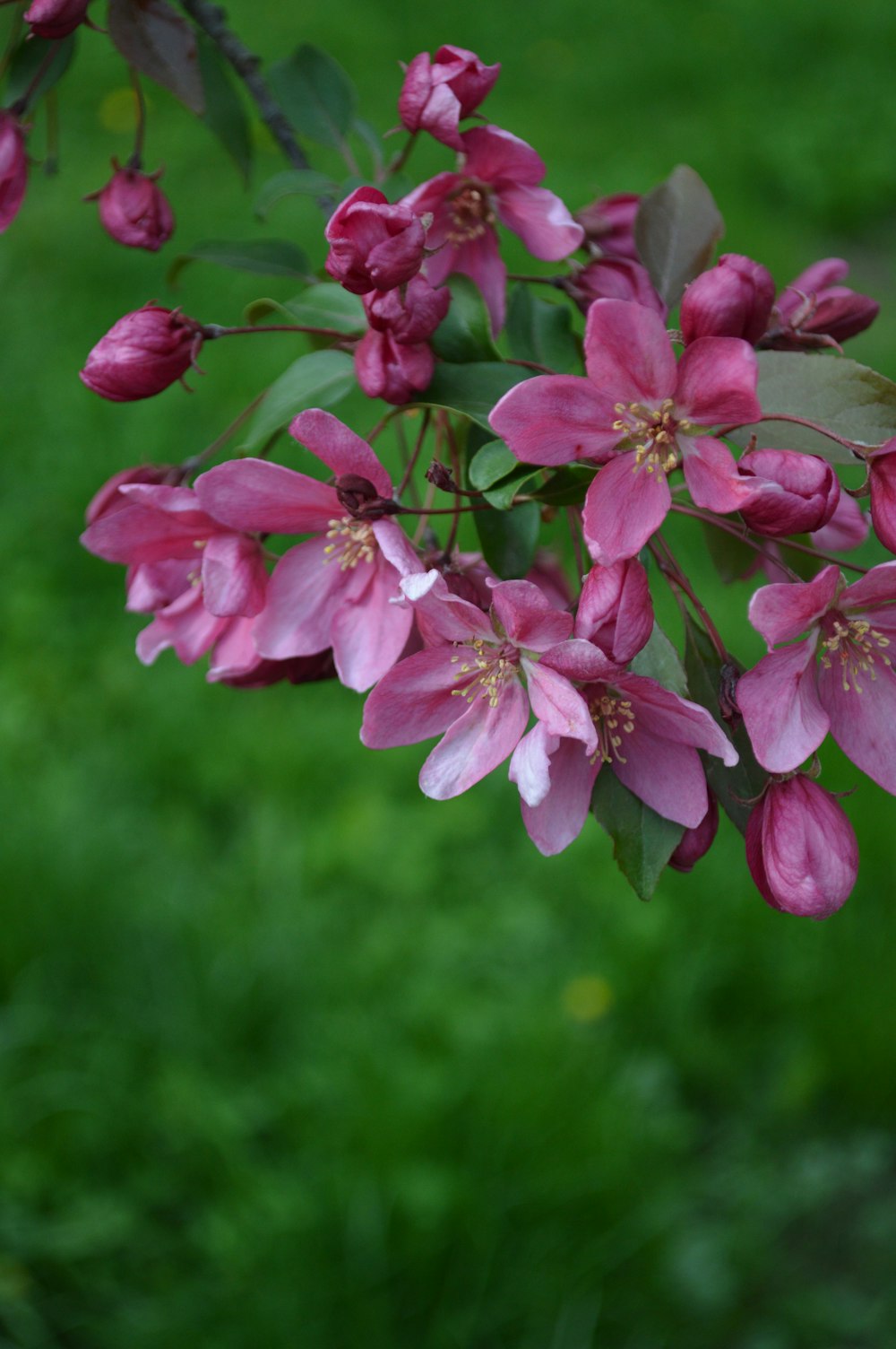 a close up of a flower