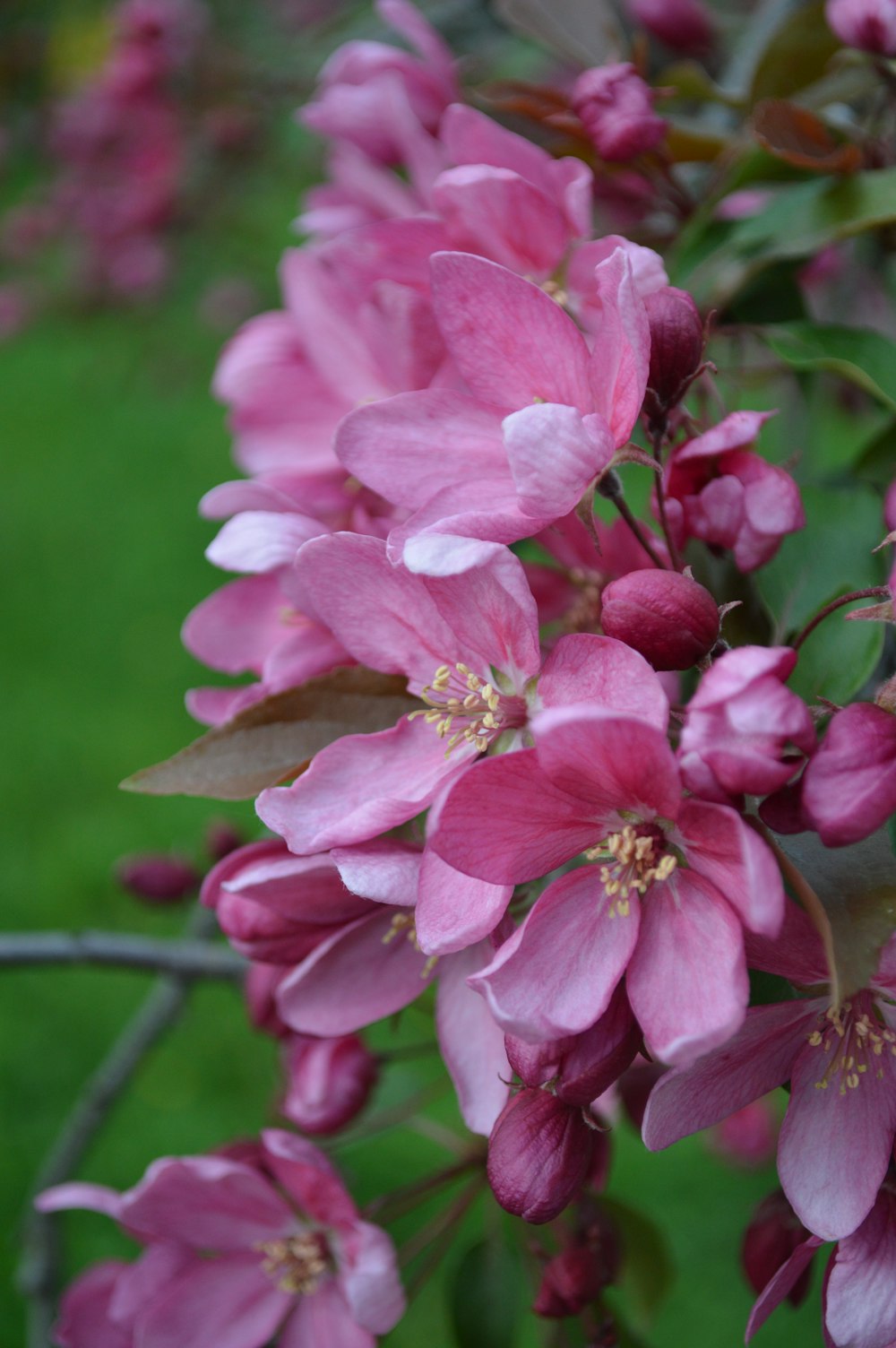 Eine Biene auf einer Blume