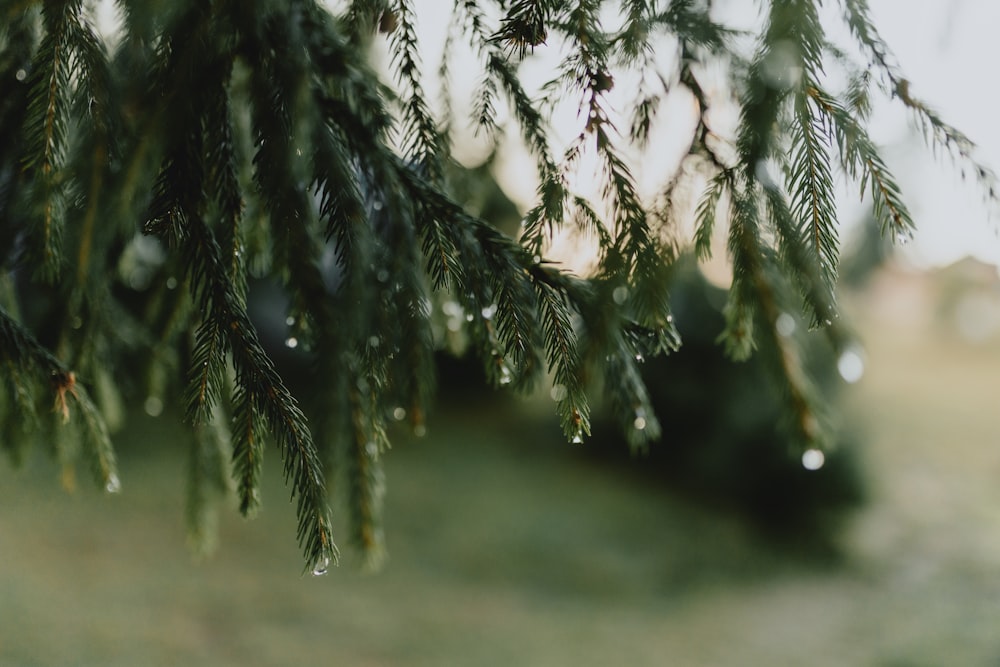 a close up of a tree