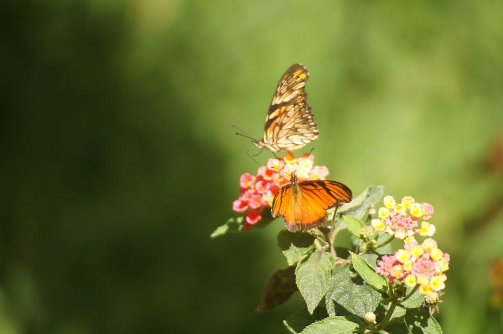 a butterfly on a flower