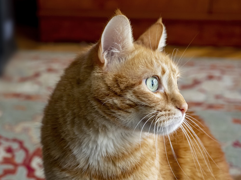 a cat sitting on a rug