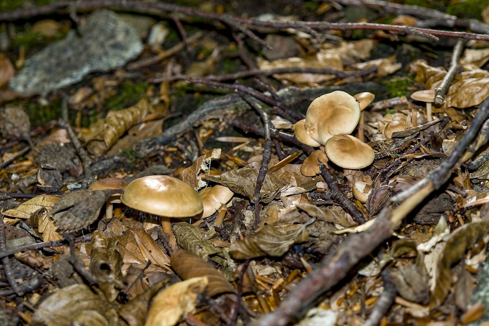 a group of mushrooms growing in the ground