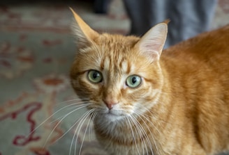 a cat with green eyes