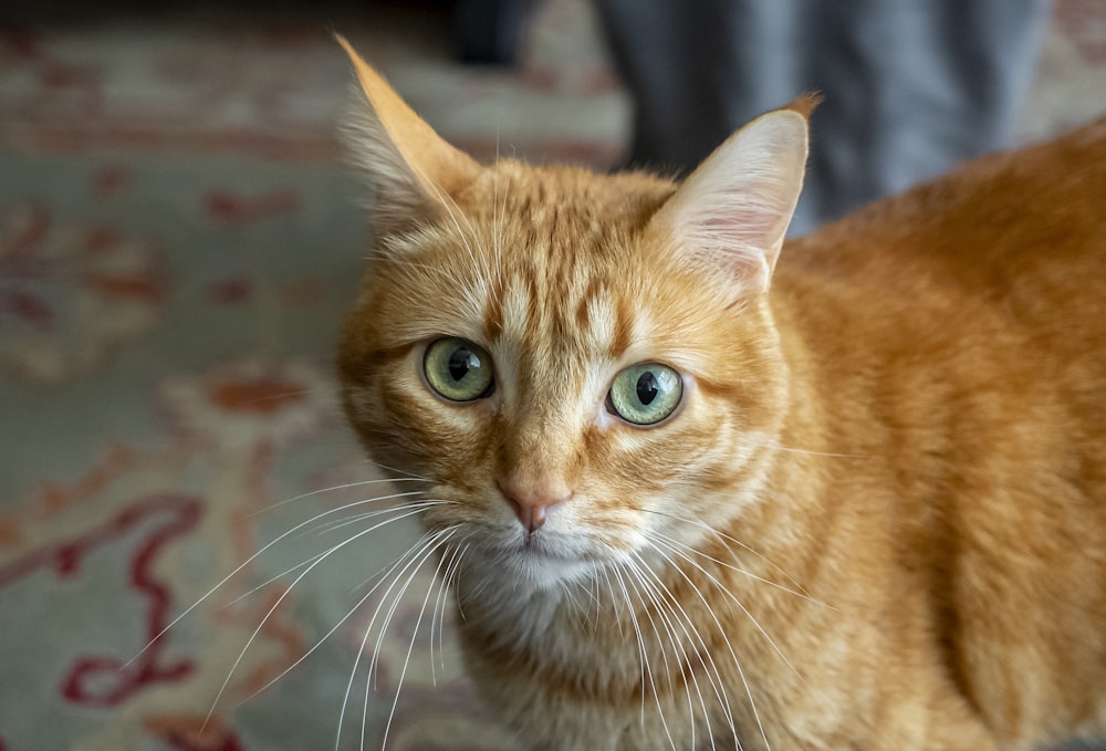 um gato com olhos verdes