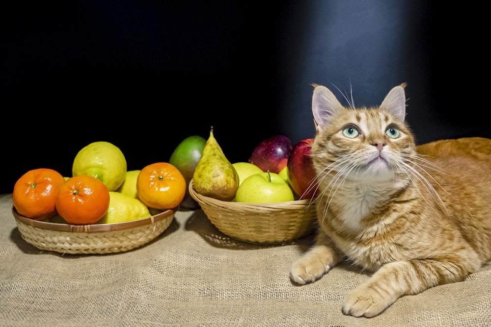 un chat assis à côté d’une corbeille de fruits