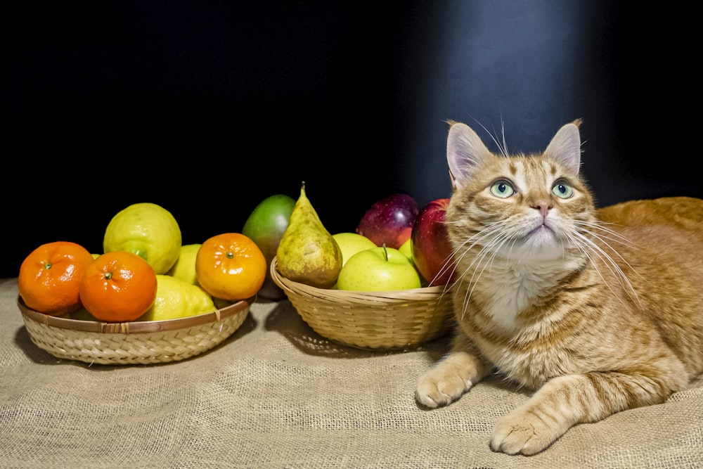 um gato sentado ao lado de uma cesta de frutas