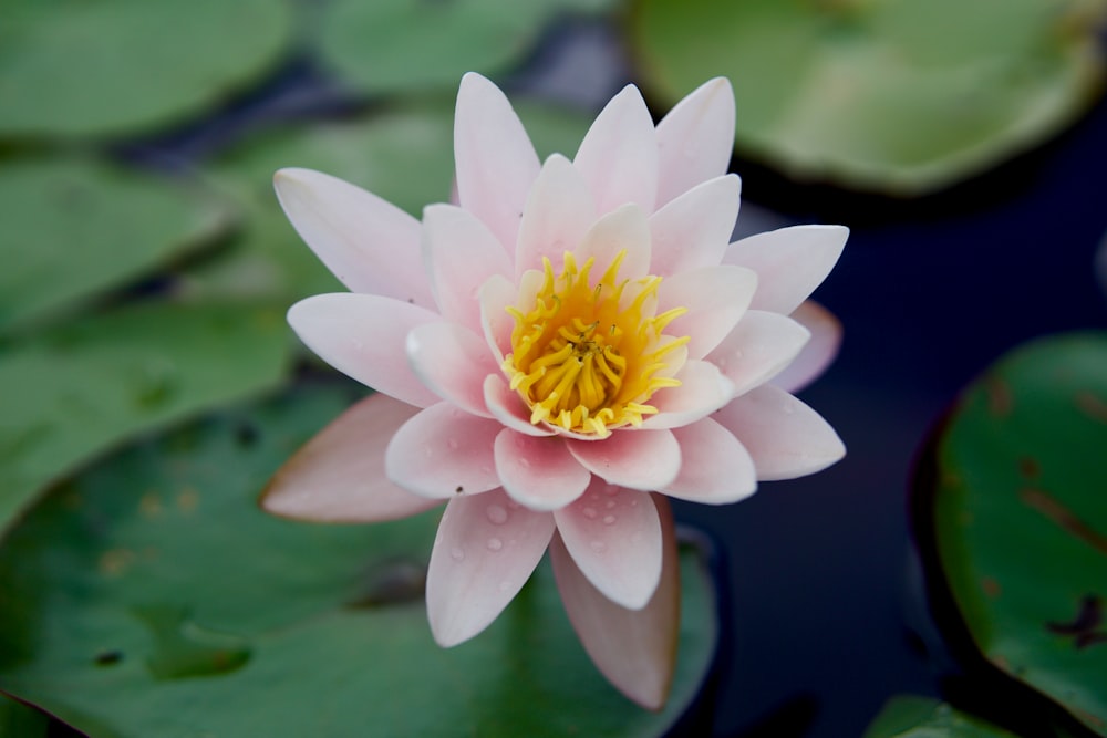 a flower on a lily pad