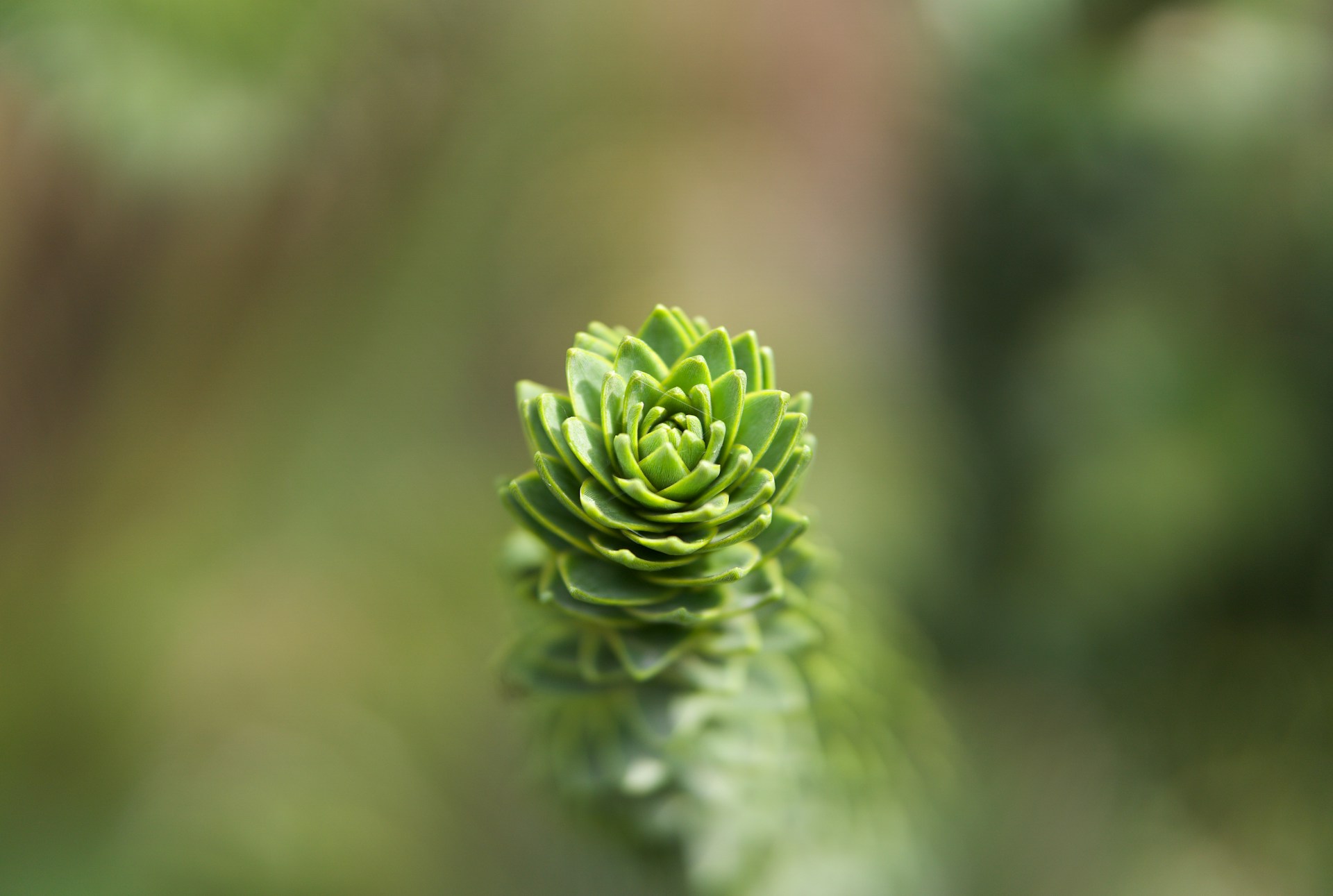 a close up of a plant