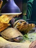 Two turtles are positioned under a heat lamp on a sandy and rocky substrate. One turtle is resting on a log while the other is beside it on the ground. The setting appears to be a controlled environment, perhaps a terrarium, with pieces of driftwood and green plants in the background.