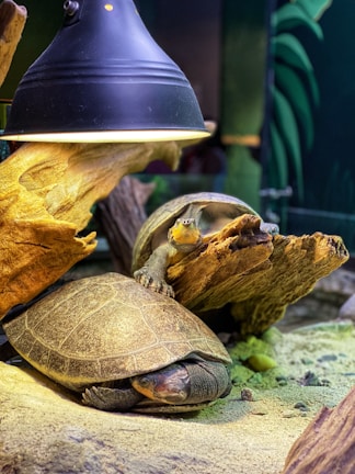 Two turtles are positioned under a heat lamp on a sandy and rocky substrate. One turtle is resting on a log while the other is beside it on the ground. The setting appears to be a controlled environment, perhaps a terrarium, with pieces of driftwood and green plants in the background.