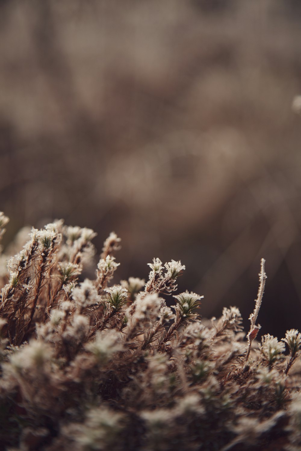 close up of a plant