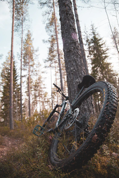 a bicycle leaning against a tree