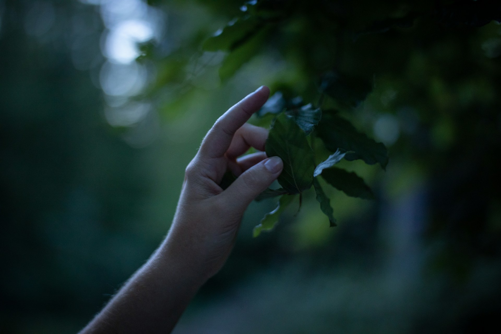 a hand holding a small plant