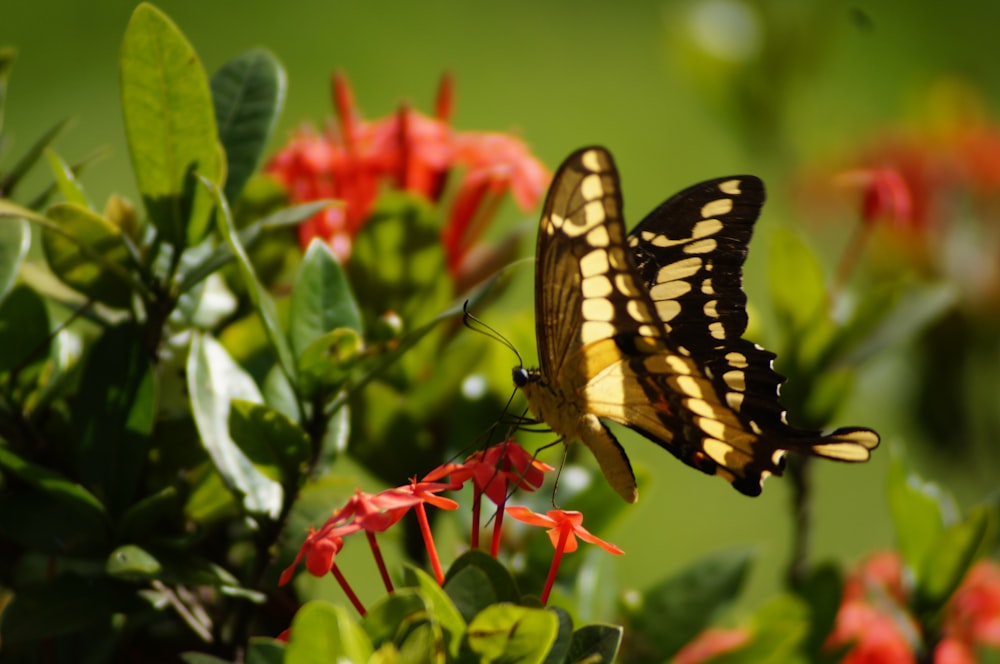 a butterfly on a flower