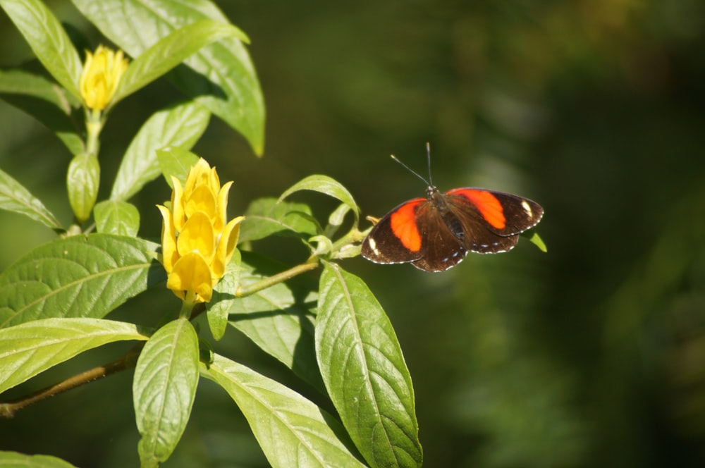 a butterfly on a flower