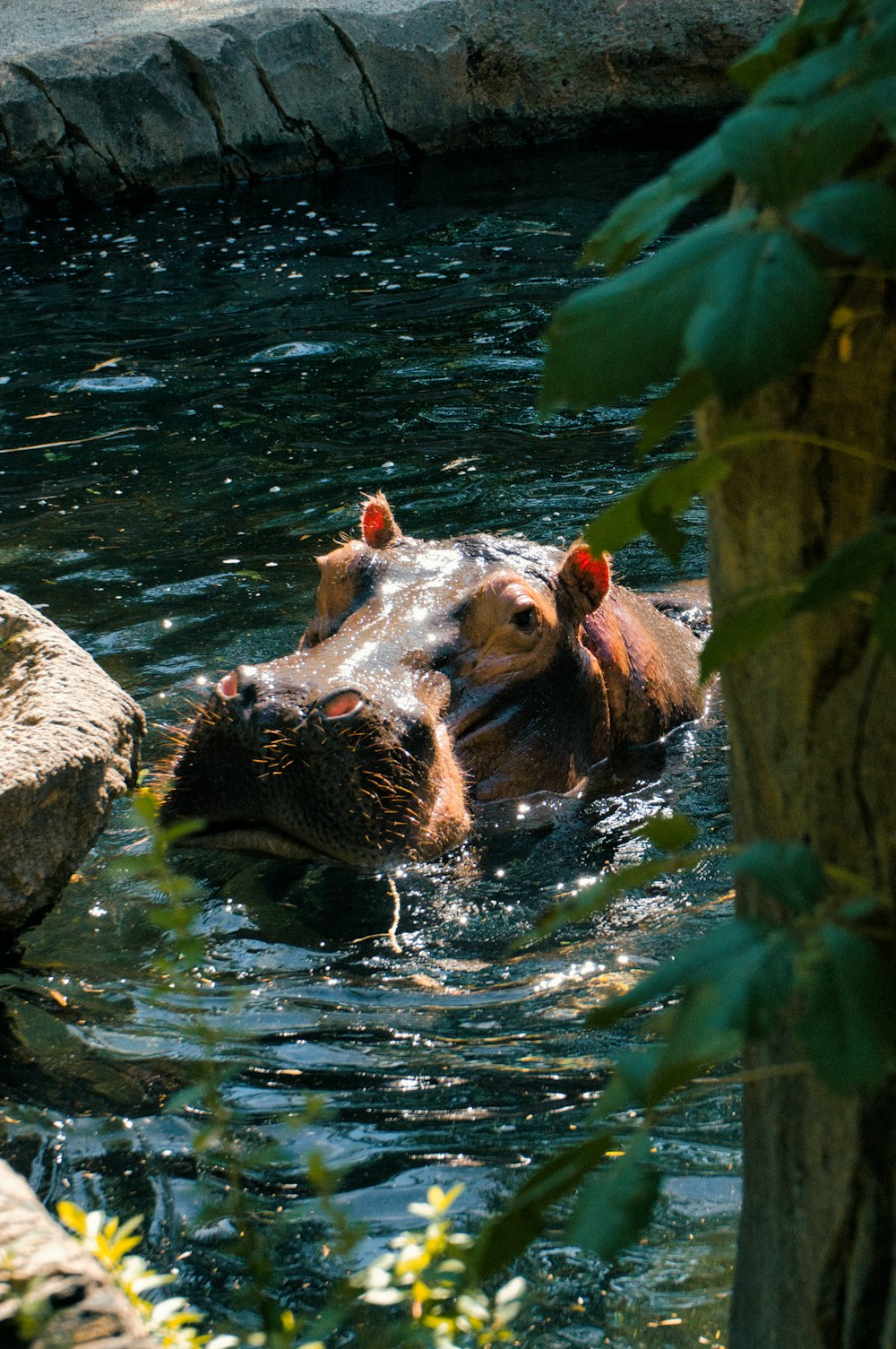 a couple of beavers in a pond