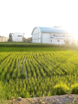 A lush green field of crops with rows of neatly planted plants stretches into the distance. A large white building with a curved roof stands on the right, with another smaller structure on the left. The sunlight casts a bright glow over the scene, enhancing the vibrant colors of the plants.