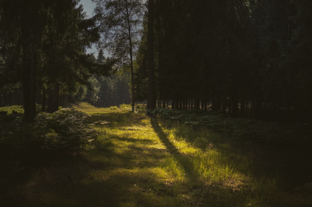 um caminho através de uma floresta