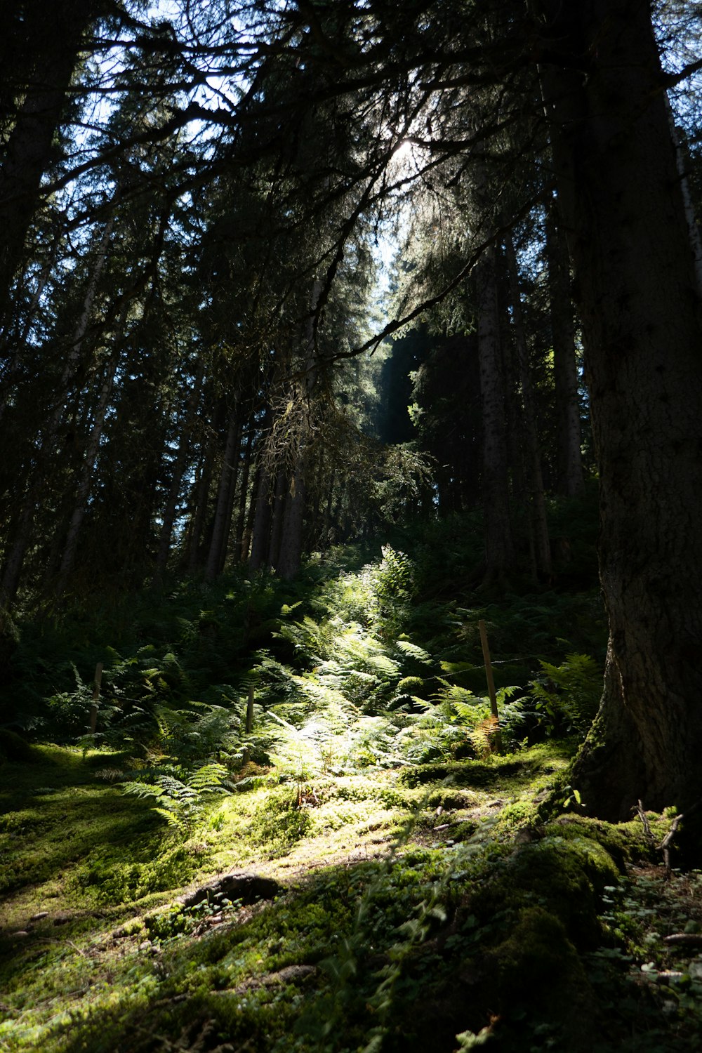 a forest with trees