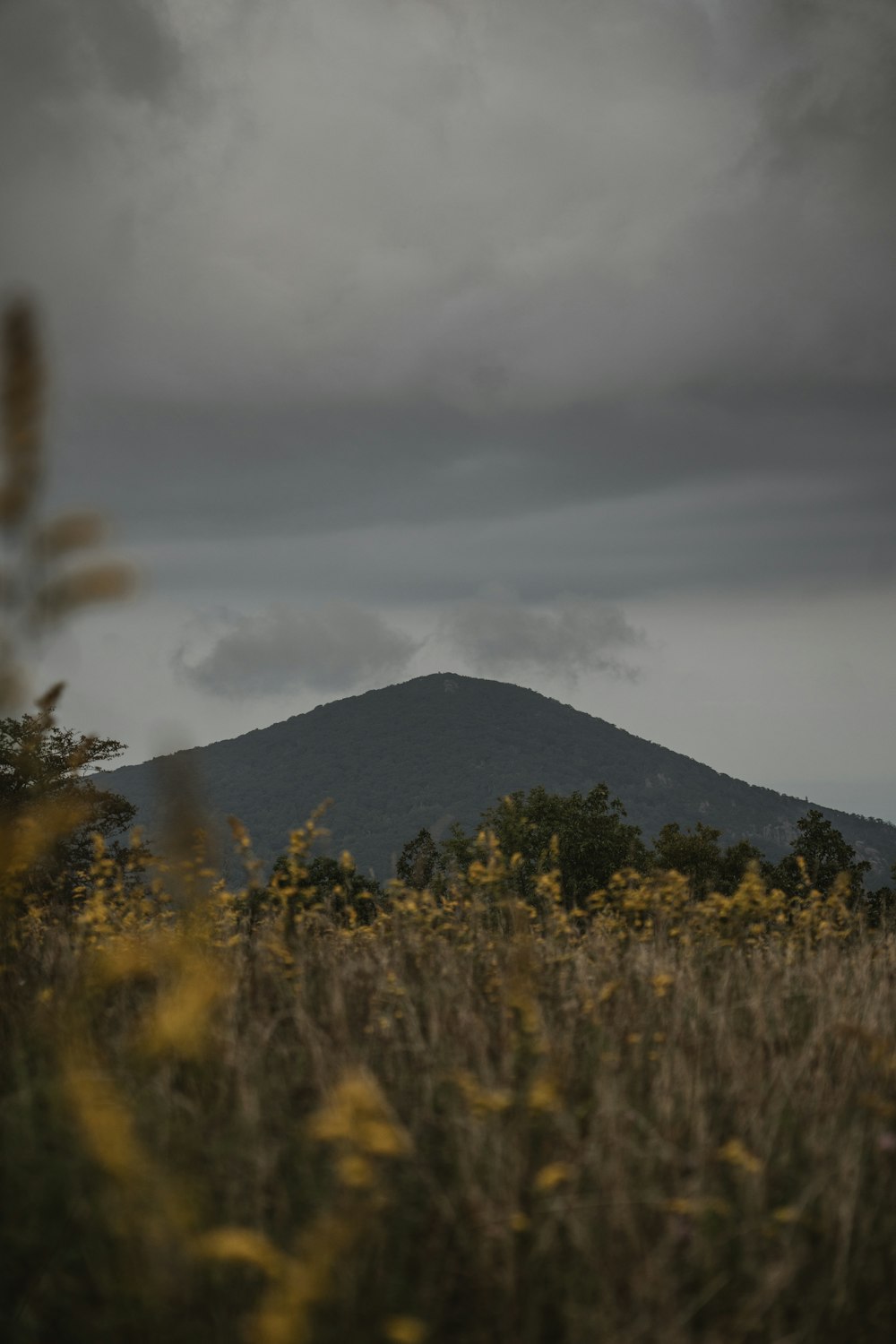 a field of yellow flowers with a mountain in the background