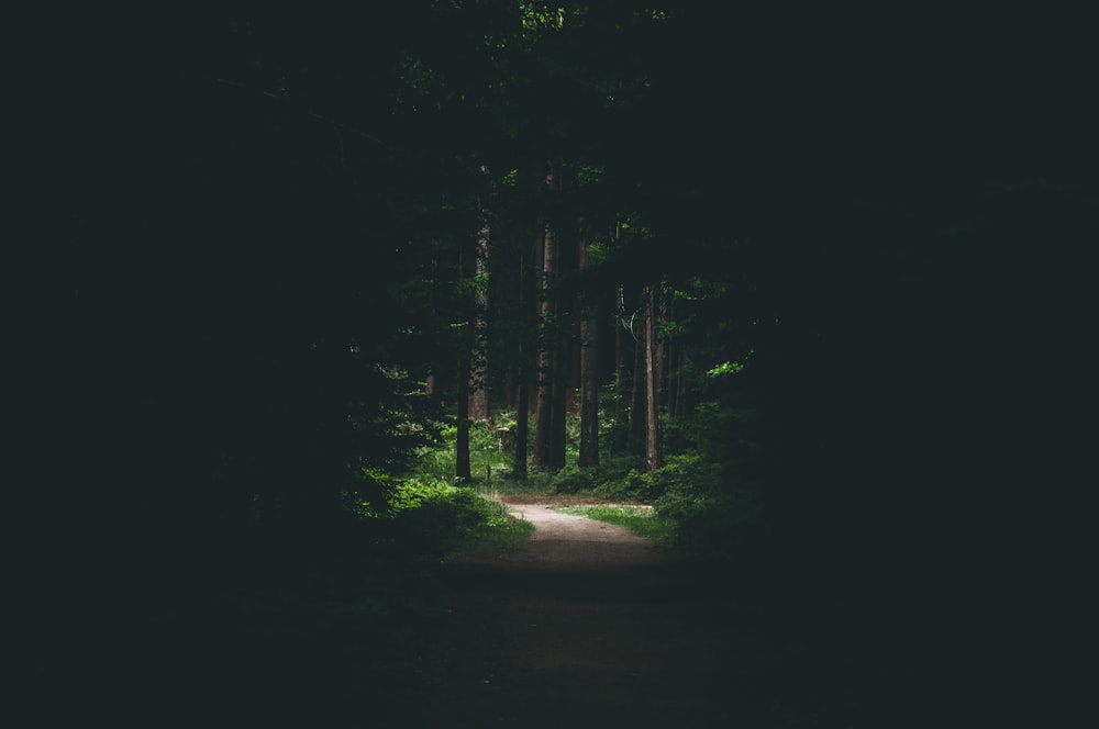 a dark forest with trees
