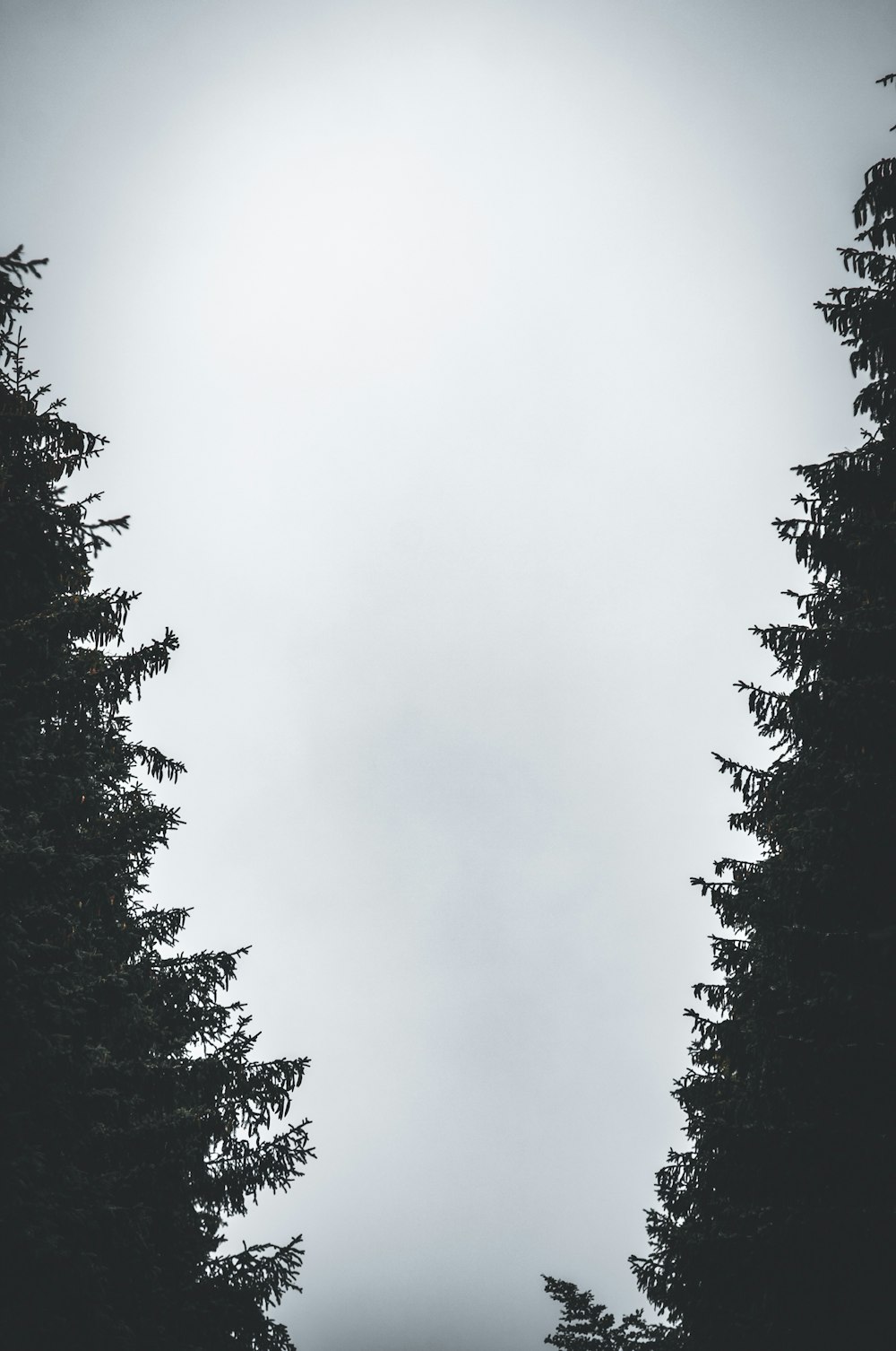 trees and a cloudy sky