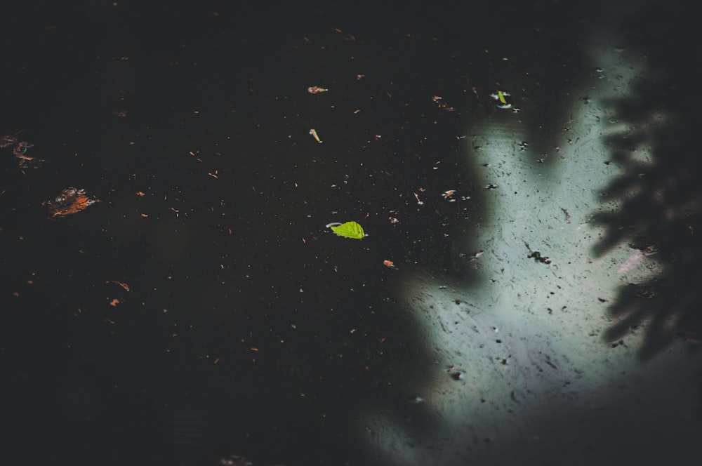 a leaf on a wet surface